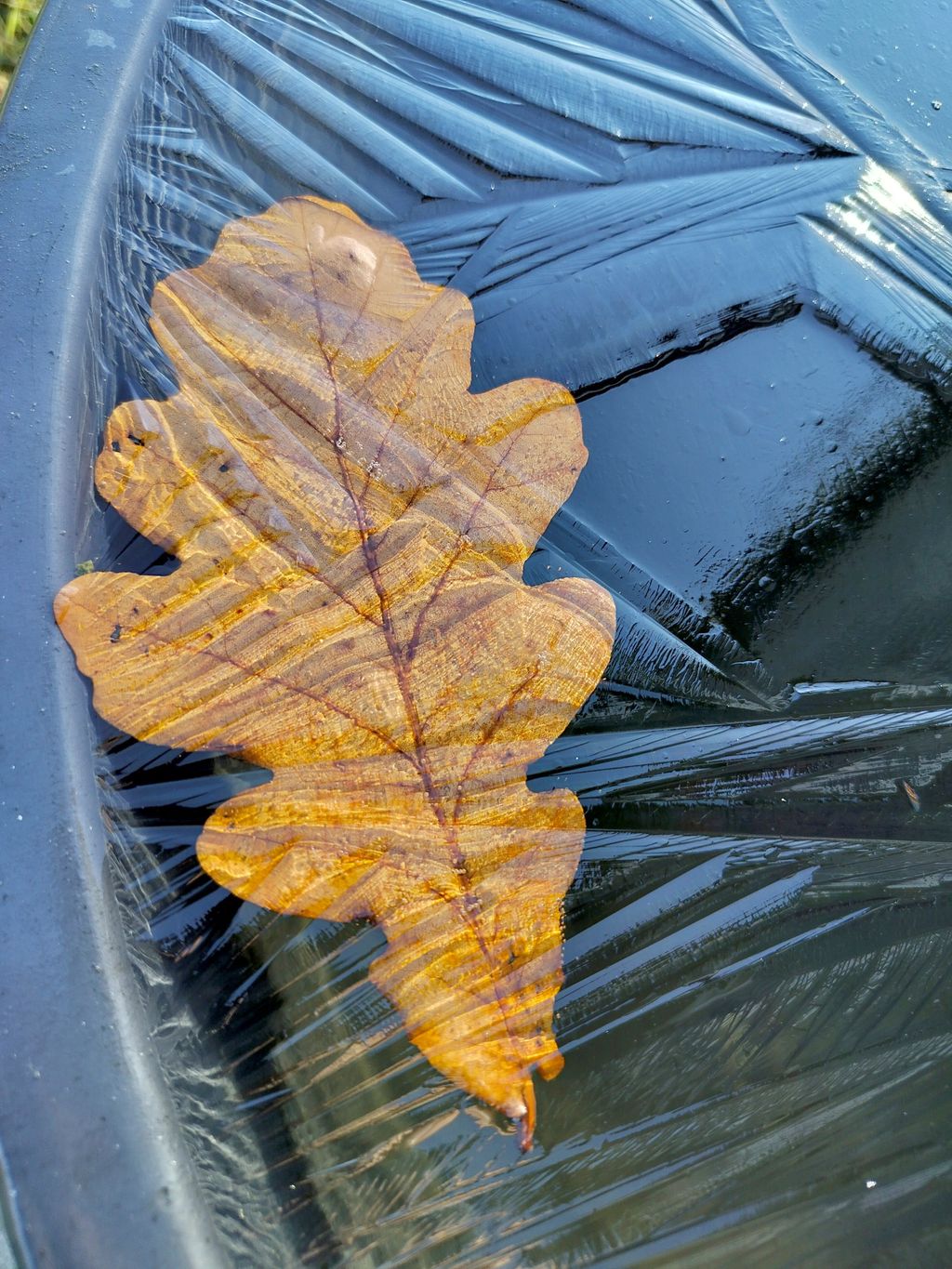 Jään vanki. | Itäväylä